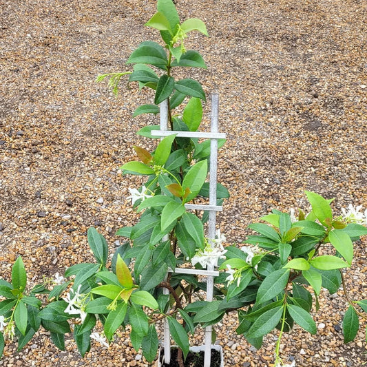 Trachelospermum jasminoides-40-60cm Star Jasmine in 14 cm Pot