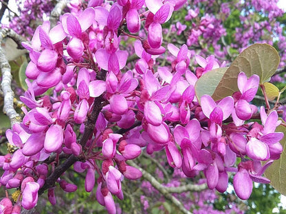 Cercis siliquastrum - Judas Tree - Plant in 9 cm Pot