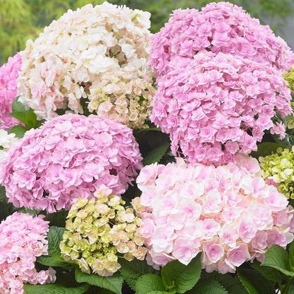 Hydrangea macrophylla Doppio Nuvola - Hydrangea - Plant in 2 L Pot