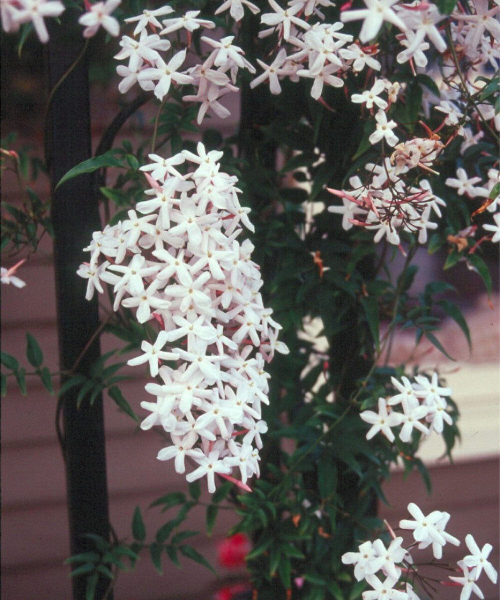 Jasminum polyanthum - Chinese Scented Jasmine, Plant in 9 cm Pot