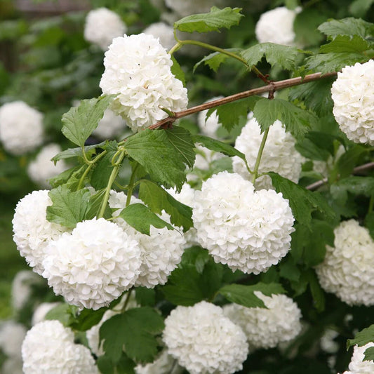 Viburnum opulus Roseum - Gelder Rose - Plant in 9 cm Pot