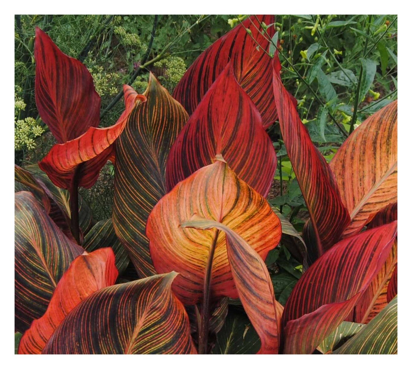 Canna Tropicanna - Canna Lily - Plant in 2 L Pot