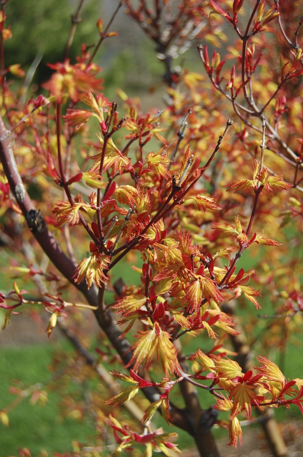 Acer palmatum Orange Dream - Japanese Maple - Grafted Plant in 9 cm Pot