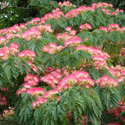 Albizia julibrissin Rosea - Silk Tree - Plant in 2 L Pot