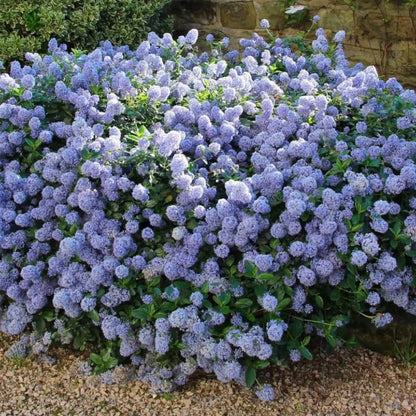 Ceanothus thyrsiflorus var repens - Creeping Blue Blossom - Plant in 2 L Pot