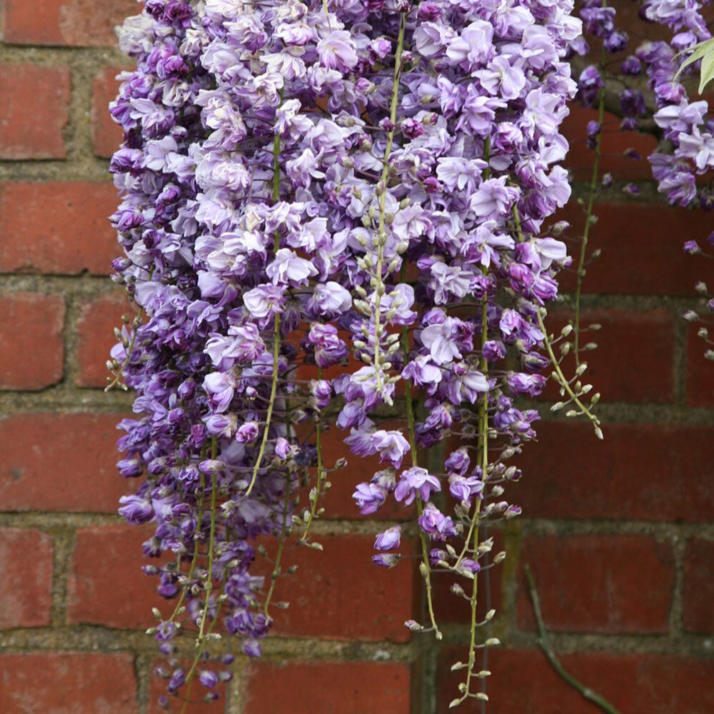 Wisteria floribunda Black Dragon - Japanese Wisteria - Grafted Plant in 9cm Pot