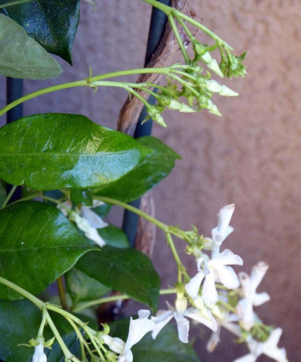 3 x Trachelospermum jasminoides - Star Jasmine - Plant in 2 L pot
