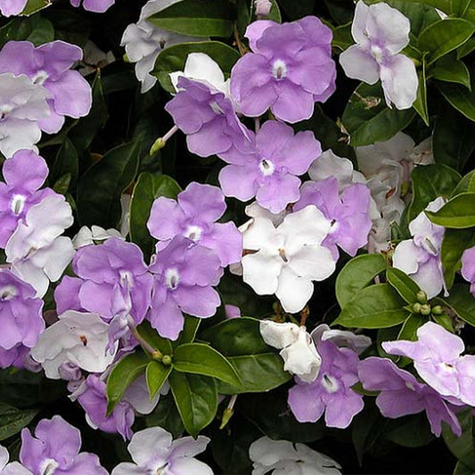 Brunfelsia pauciflora - Yesterday Today Tomorrow Plant - Plant in 5 L Pot