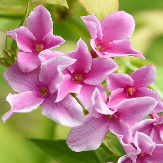 Jasminum × stephanense Starry Summer Scent - Jasmine - Plant in 2 L Pot