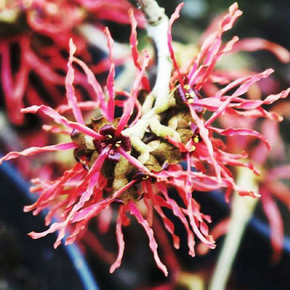 Hamamelis x intermedia Ruby Glow - Witch Hazel Grafted - Plant in 9 cm Pot
