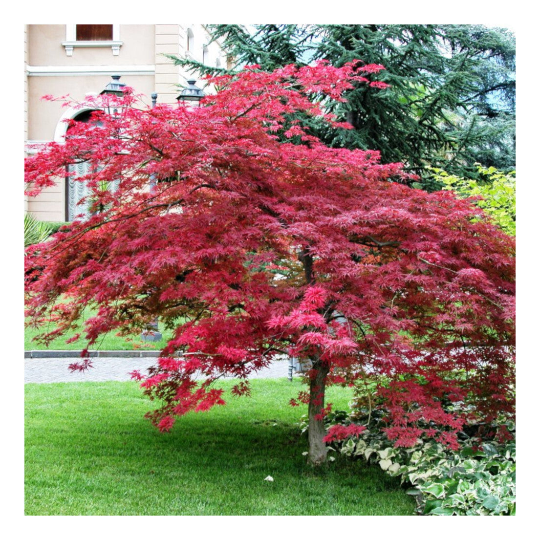 Acer palmatum Atropurpureum - Japanses Maple, Plant in 9cm Pot
