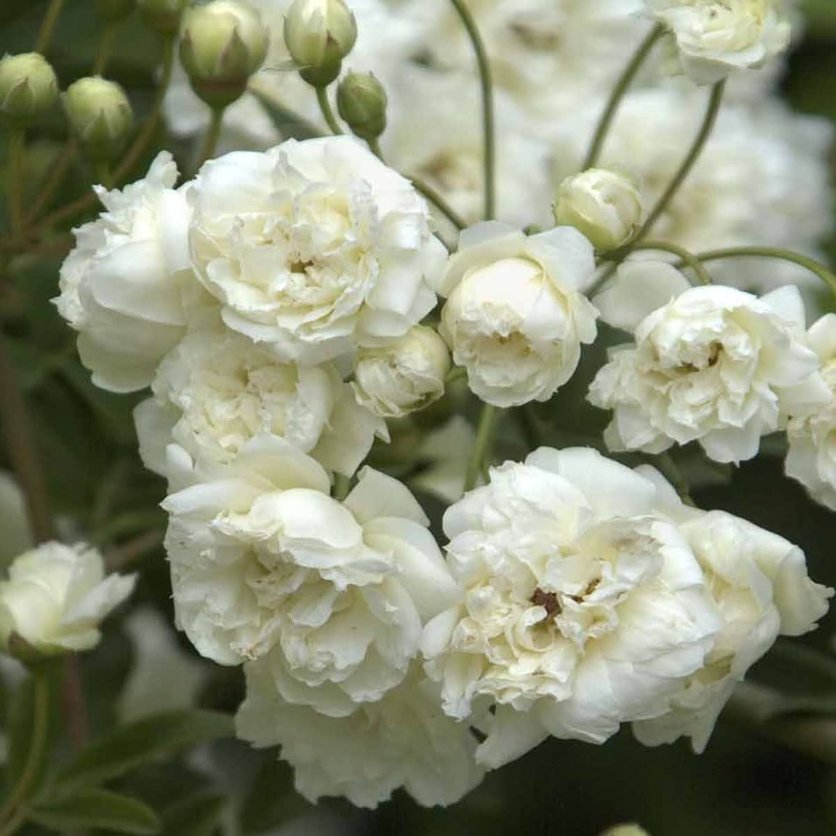 Rosa banksiae Alba Plena - Lady Banksian Rose - Plant in 5 L Pot