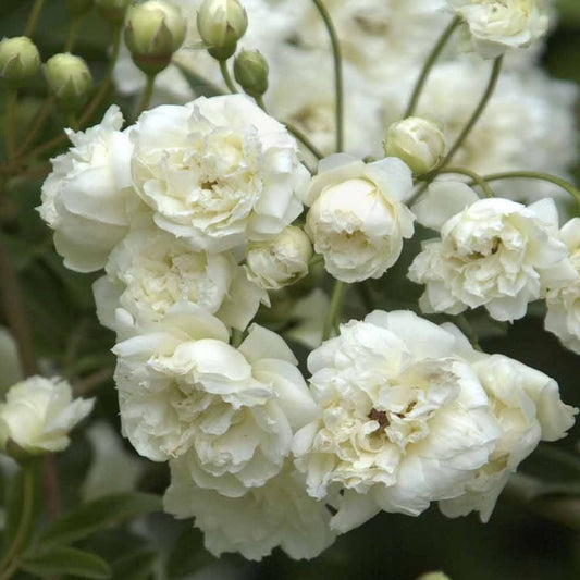 Rosa banksiae Alba Plena - Lady Banksian Rose - Plant in 5 L Pot