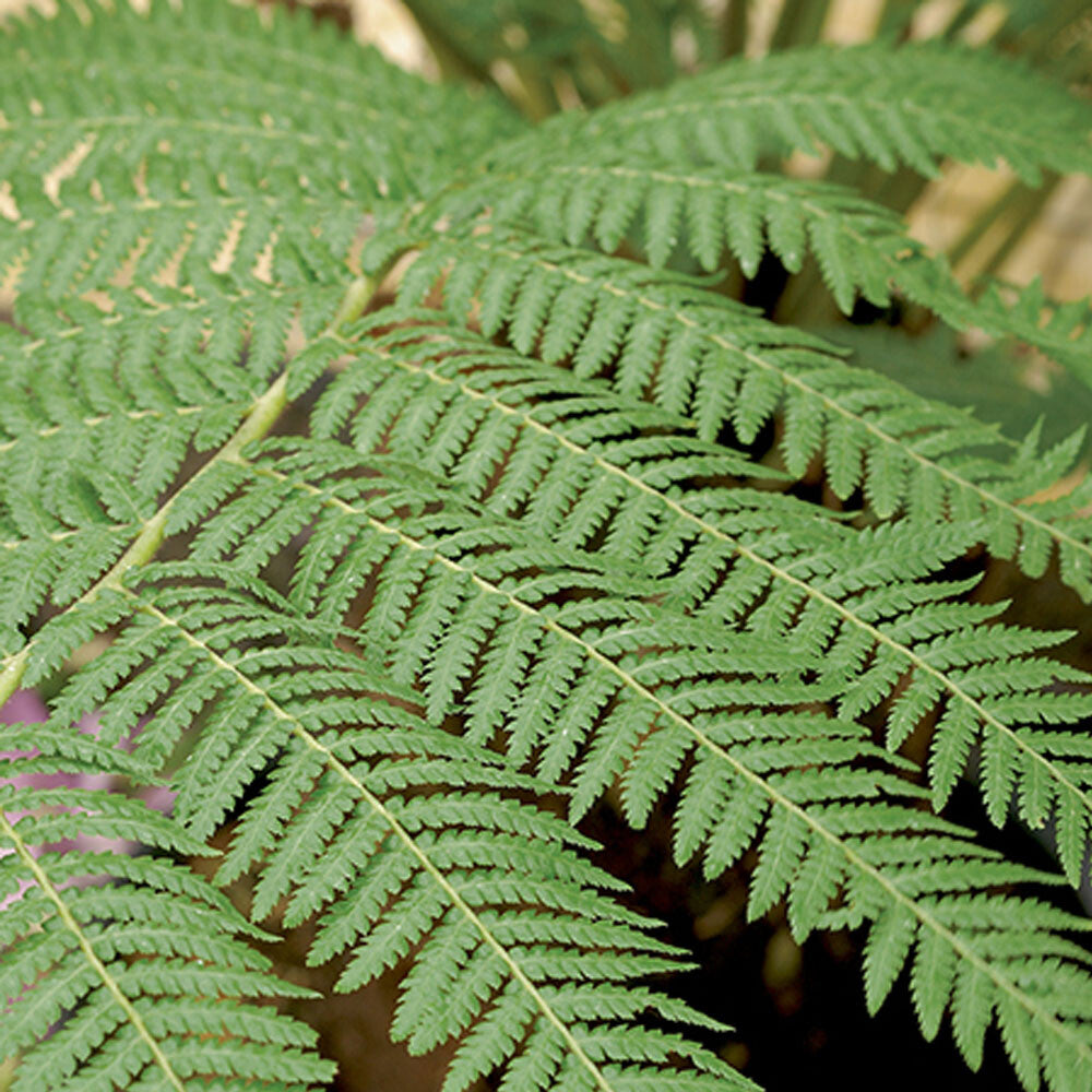 Dicksonia antarctica - Tree Fern - Plant in 9 cm Pot
