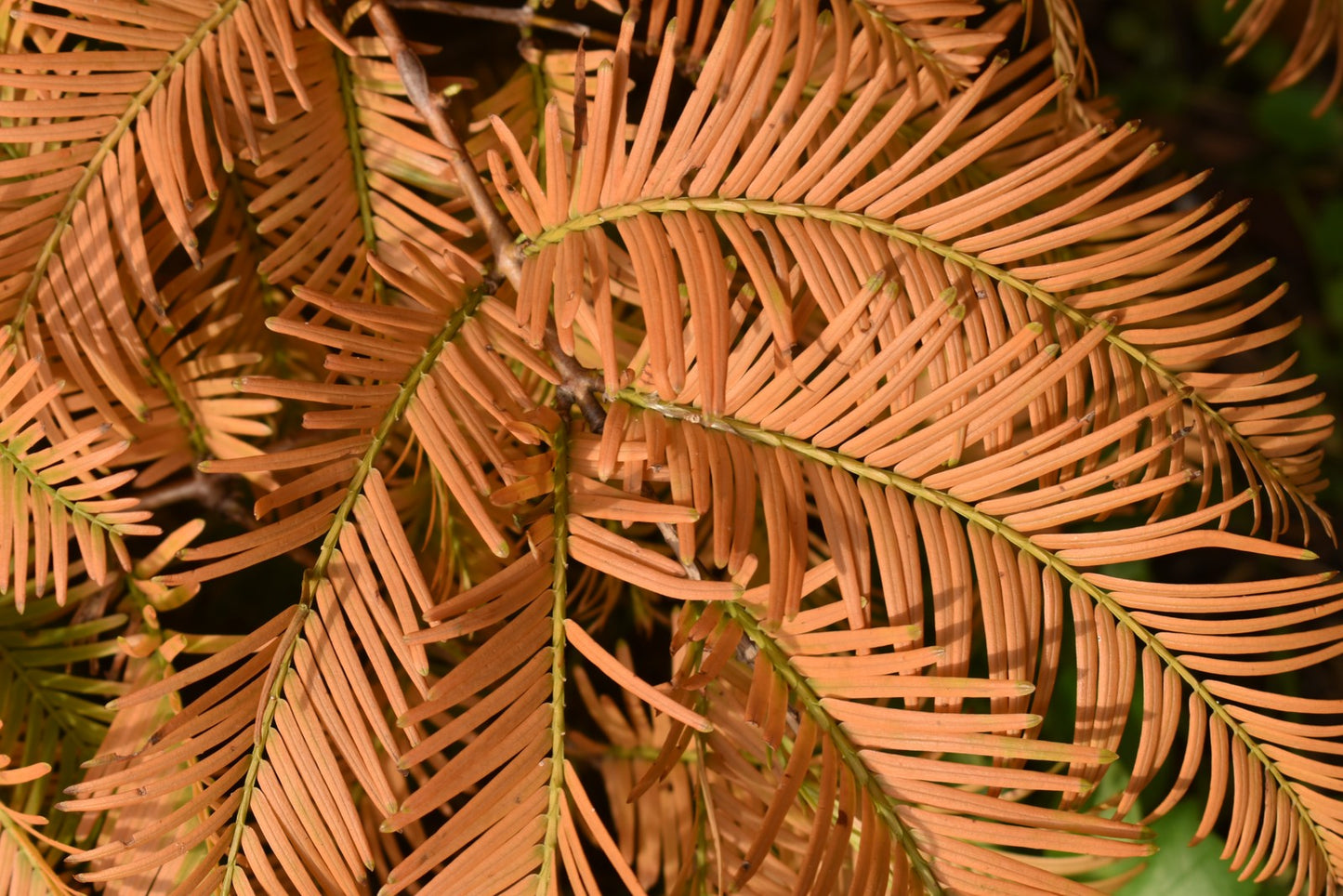 5 x Metasequoia glyptostroboides - Dawn Redwood - 5 Plants in 9 cm Pot