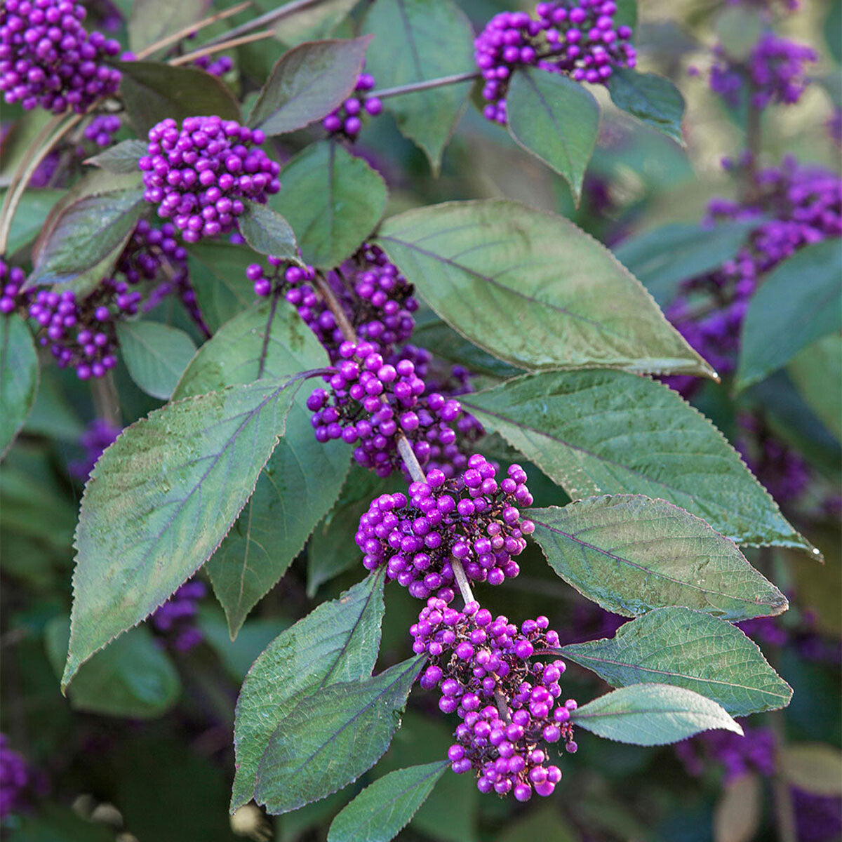 Callicarpa bodinieri giraldii Profusion - Beauty Berry - Plant in 2 L Pot