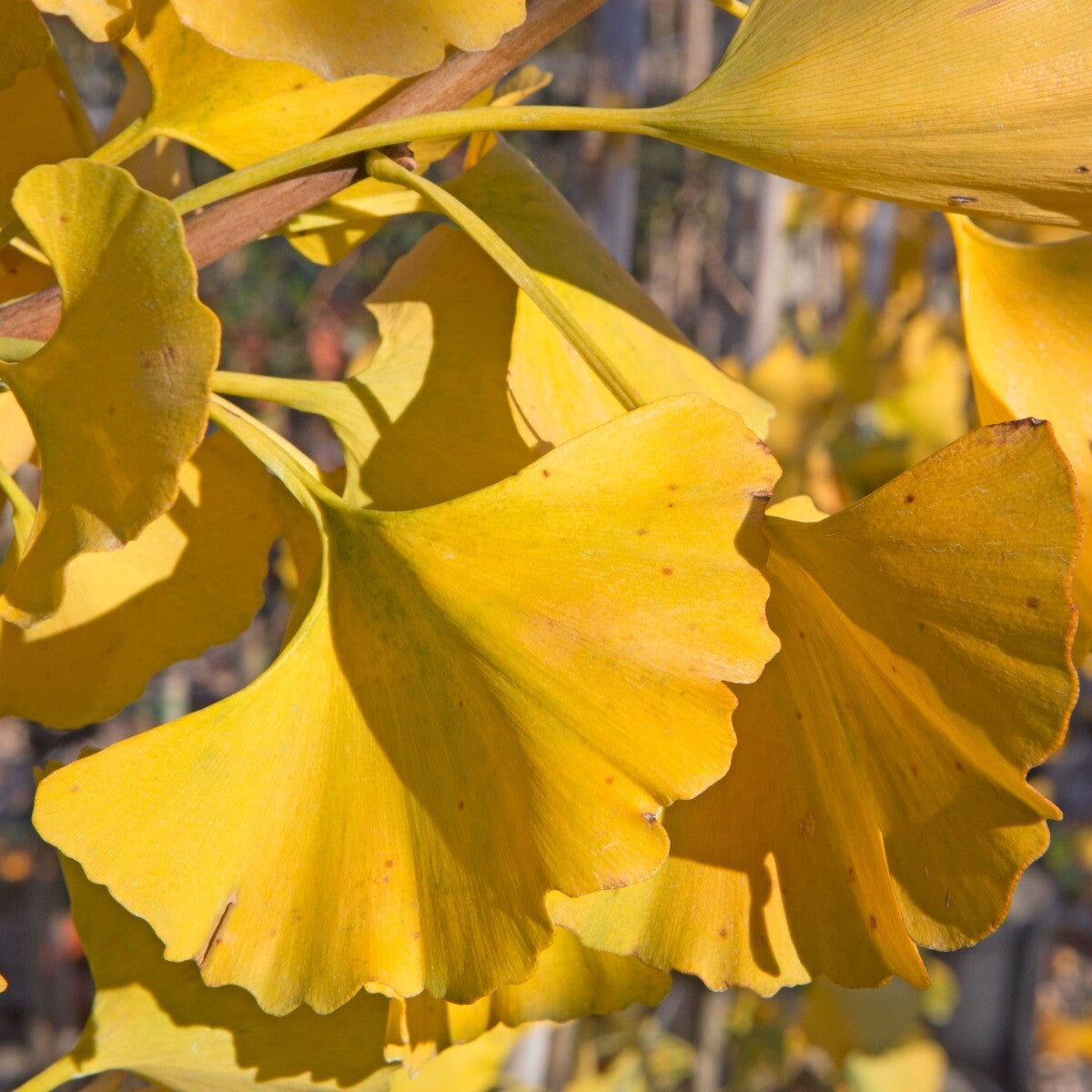 Ginkgo biloba Fastigiata Blagon-Maidenhair Tree Grafted - Plant in 1 L pot