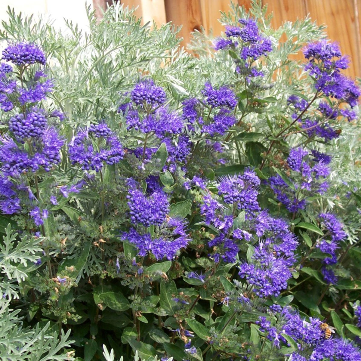 Caryopteris x cland. Heavenly Blue - Bluebeard - Plant in 2 L Pot