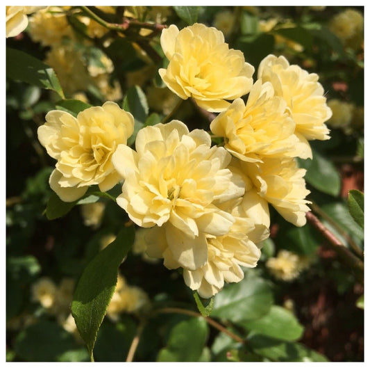 Rosa banksiae Lutea - Lady Banksia Rose - Plant in 9cm Pot