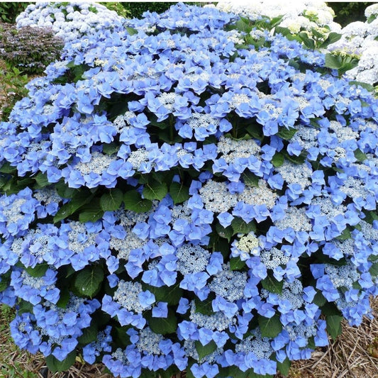 Hydrangea macrophylla Blaumeise - Hydrangea - Plant in 10.5 cm Pot