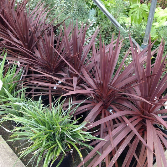 Cordyline australis Red Star - Cabbage Palm - Plant in 2 L Pot