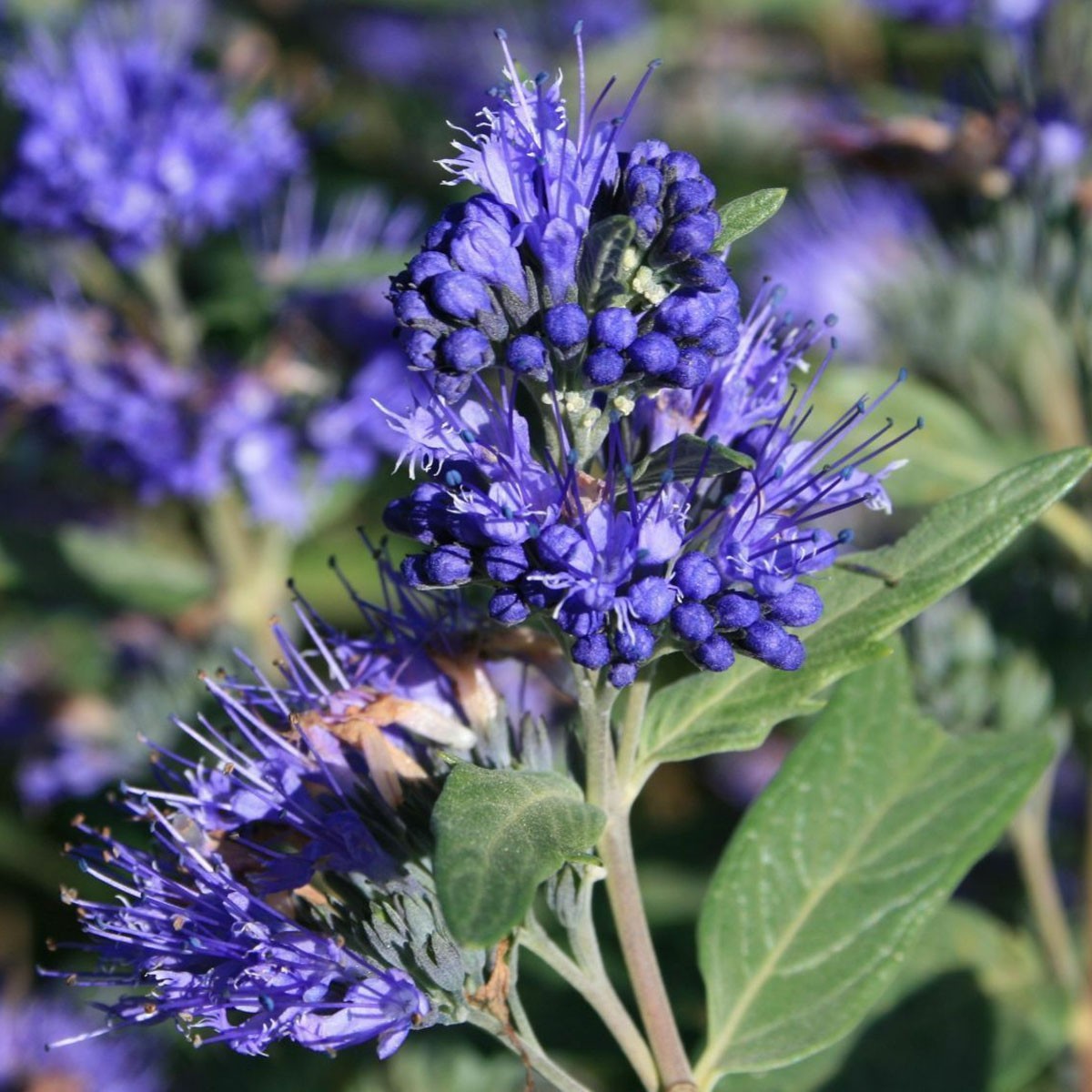 Caryopteris x cland. Heavenly Blue - Bluebeard - Plant in 2 L Pot