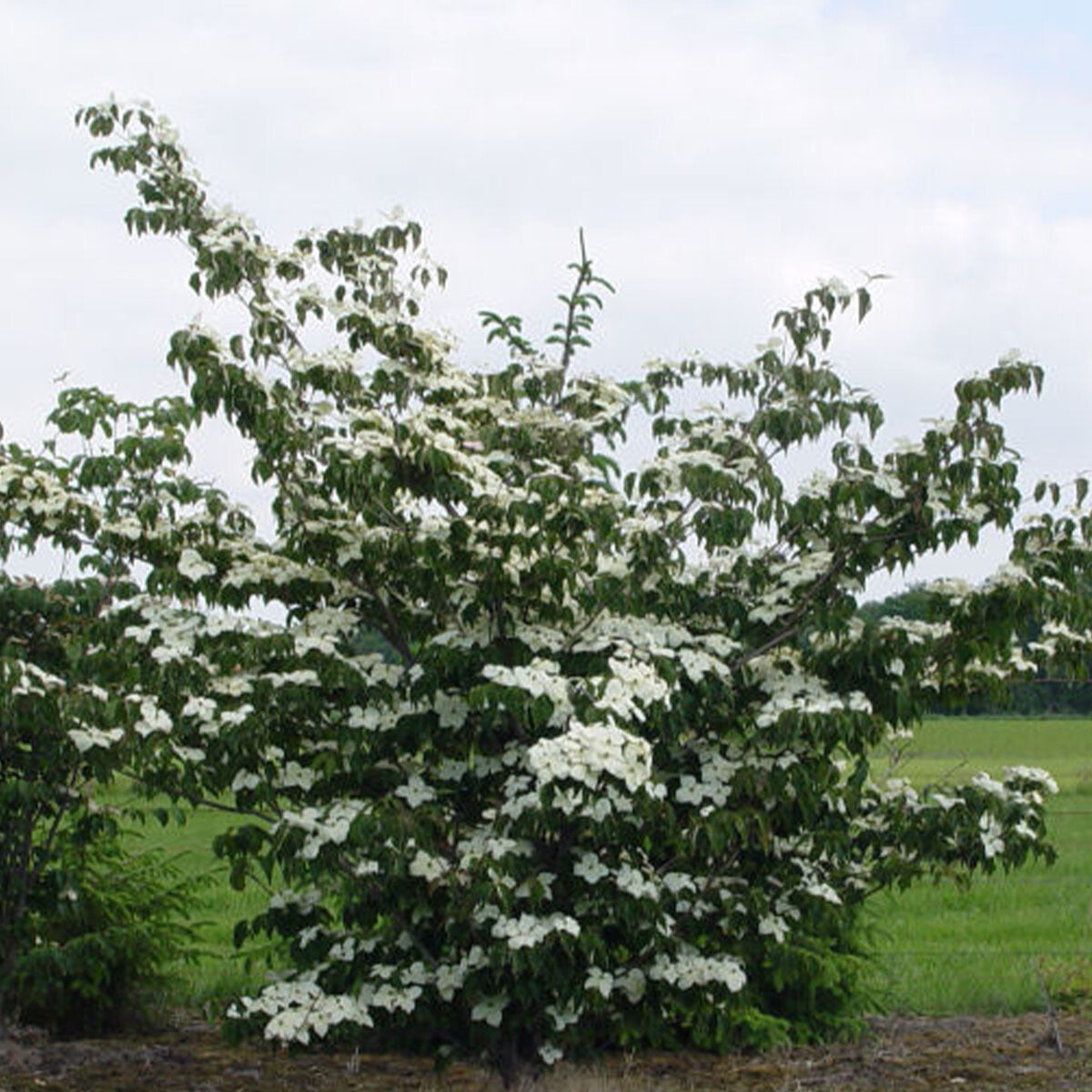 Cornus kousa National - Chinese Dogwood Grafted - Plant in 1 L Pot