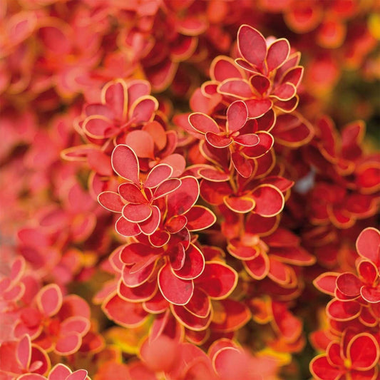 Berberis thunbergii Orange Ice - Barberry - Plant in 2 L Pot