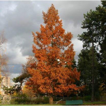 5 x Metasequoia glyptostroboides - Dawn Redwood - 5 Plants in 9 cm Pot