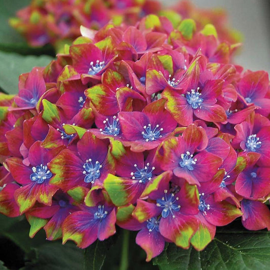 Hydrangea macrophylla Glam Rock - Hydrangea - Plant in 2 L Pot