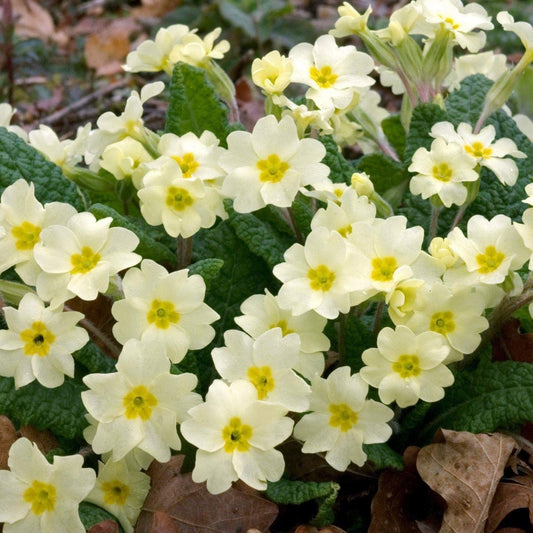 Primula vulgaris  - Common Primrose - Plant in 10.5 cm Pot