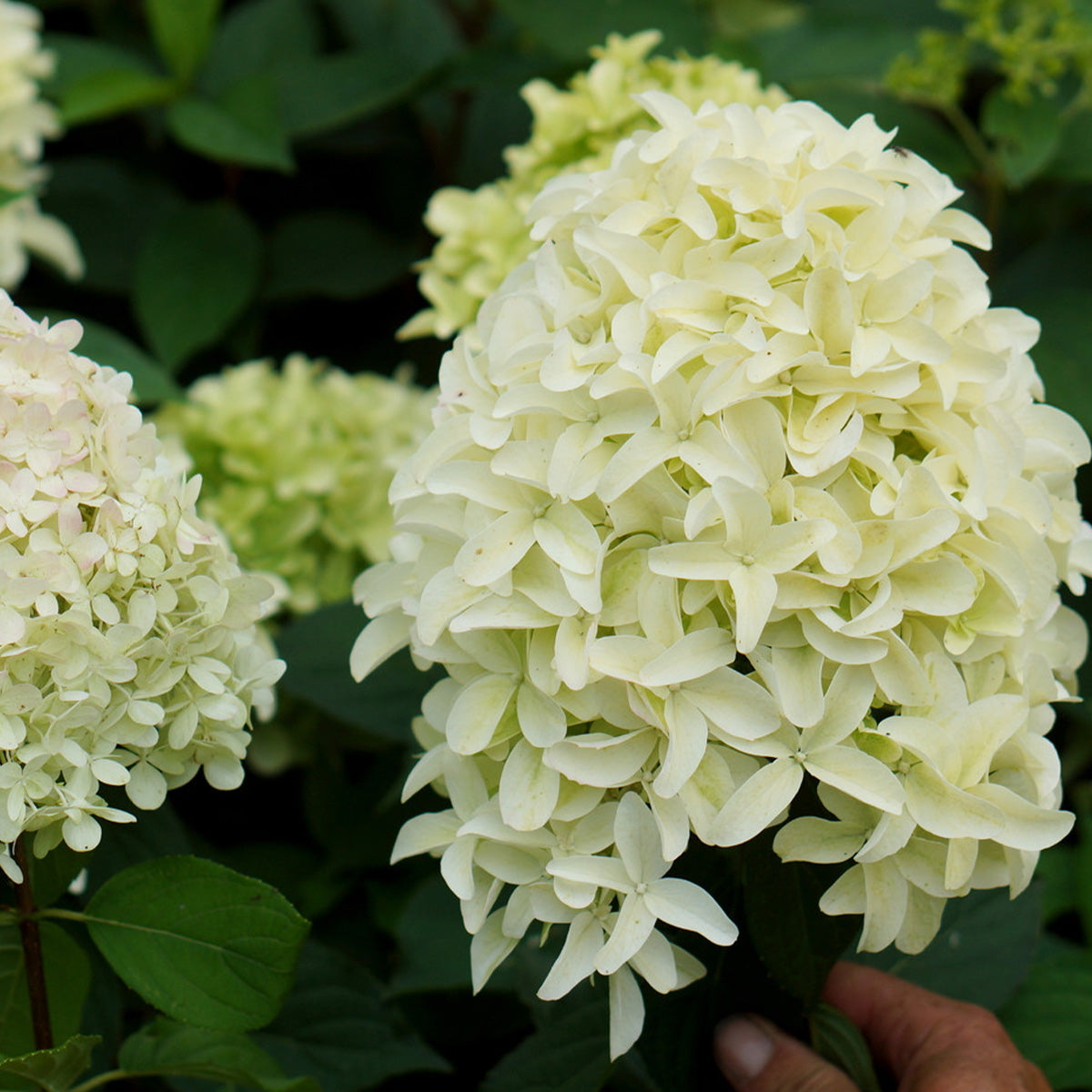 Hydrangea paniculata Skyfall - Paniculate Hydrangea - Plant in 2 L Pot