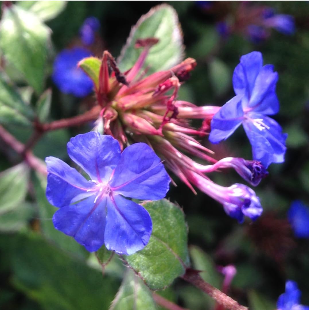 Ceratostigma willmottianum - Chinese Plumbago - Plant in 12 cm Pot