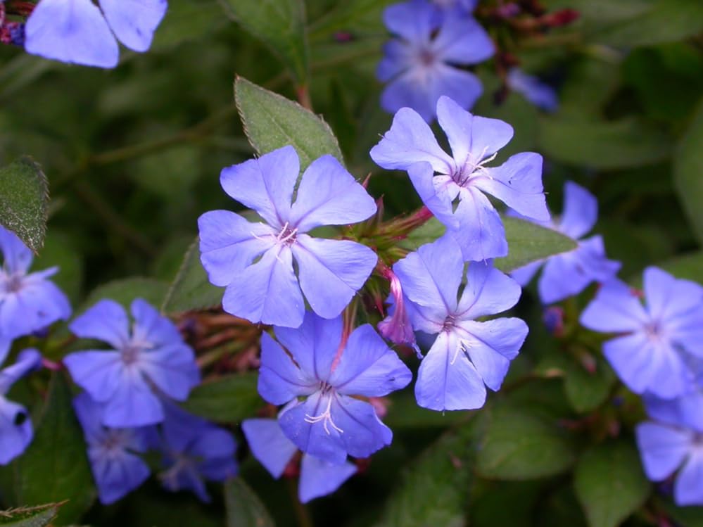 Ceratostigma willmottianum - Chinese Plumbago - Plant in 12 cm Pot
