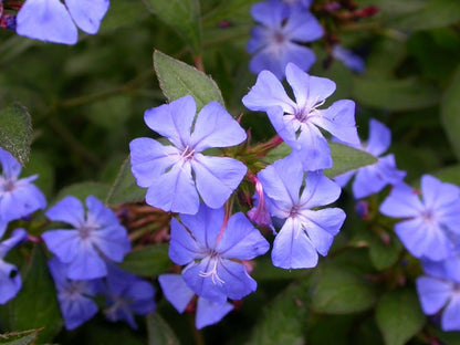 Ceratostigma willmottianum - Chinese Plumbago - Plant in 12 cm Pot
