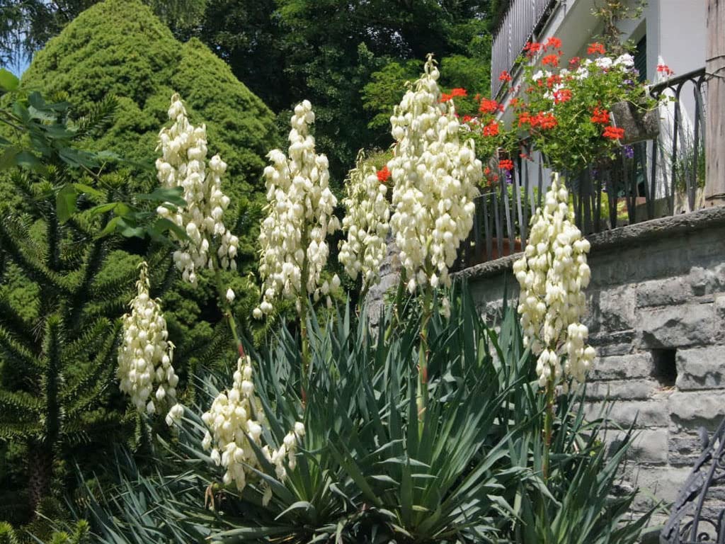 3x Yucca filamentosa - Adam's Needle - 3x Plants in 2 L Pot