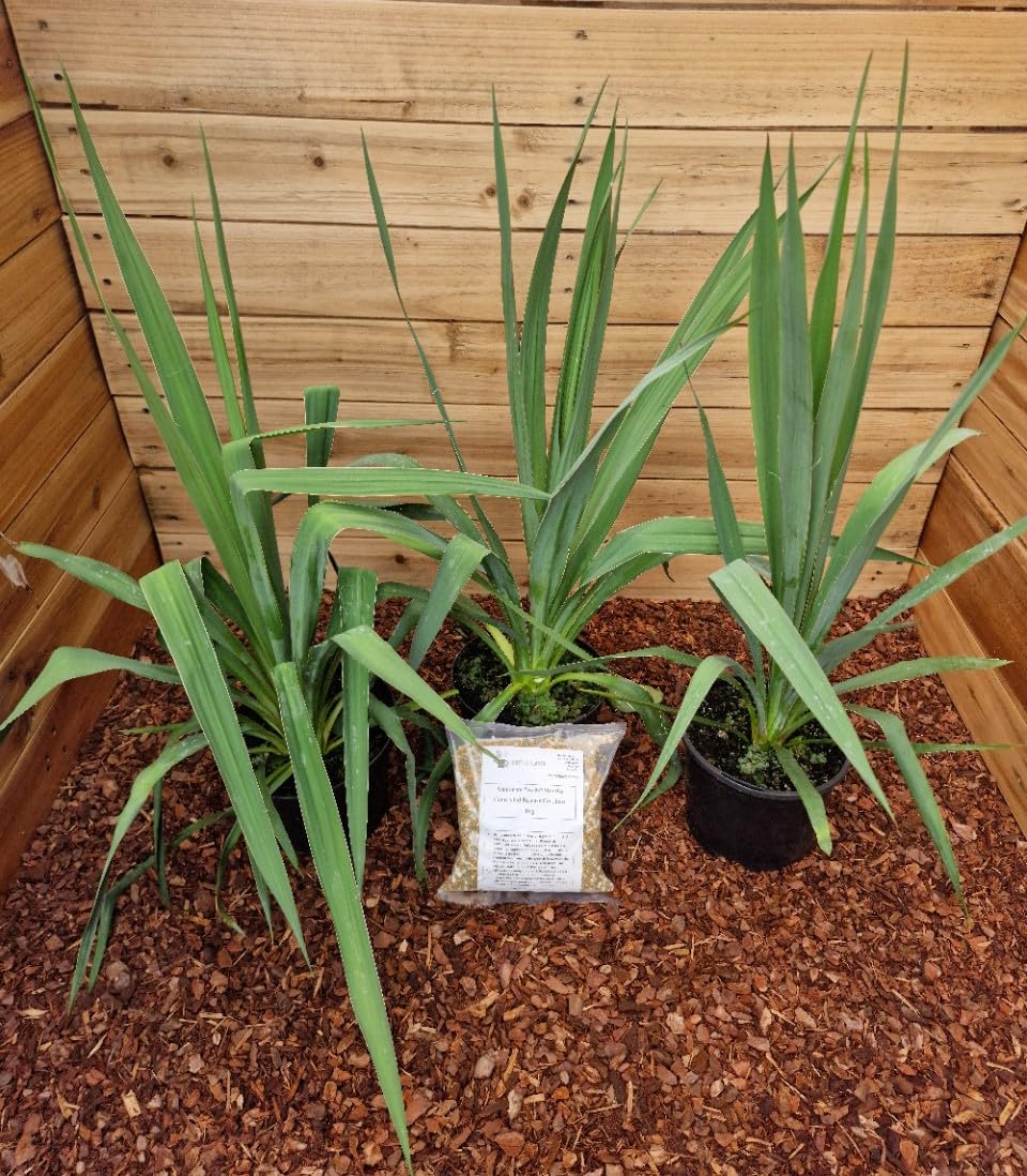 3x Yucca filamentosa - Adam's Needle - 3x Plants in 2 L Pot