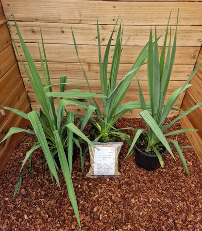 3x Yucca filamentosa - Adam's Needle - 3x Plants in 2 L Pot