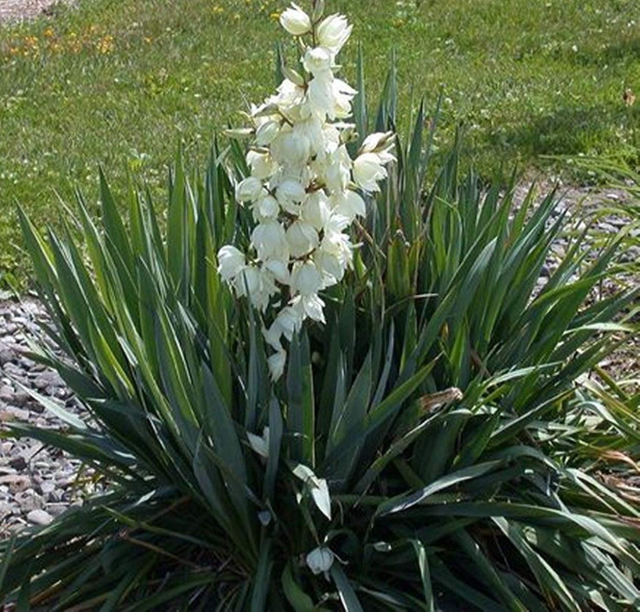 3x Yucca filamentosa - Adam's Needle - 3x Plants in 2 L Pot