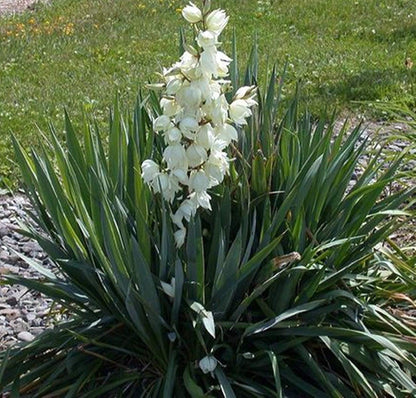 3x Yucca filamentosa - Adam's Needle - 3x Plants in 2 L Pot