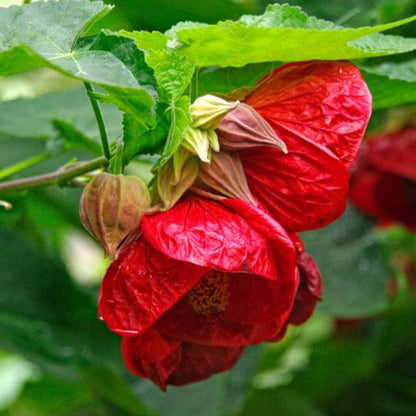 Abutilon Ashford Red - Flowering Maple - Plant in 2 L Pot