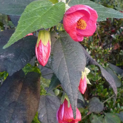 Abutilon Ashford Red - Flowering Maple - Plant in 2 L Pot