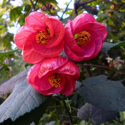 Abutilon Ashford Red - Flowering Maple - Plant in 2 L Pot
