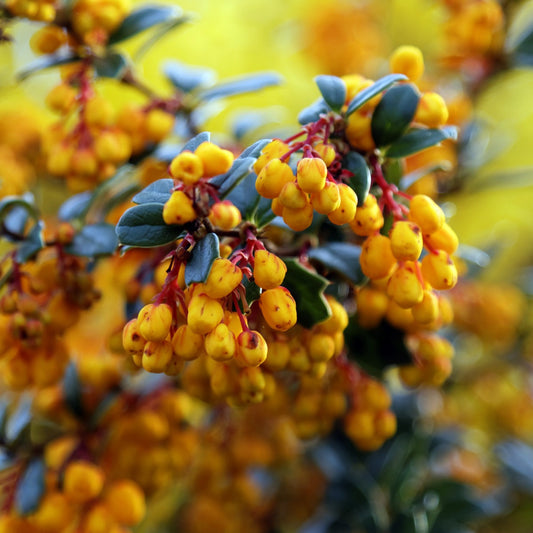 Berberis darwinii - Darwins Barberry - Plant in 9 cm Pot