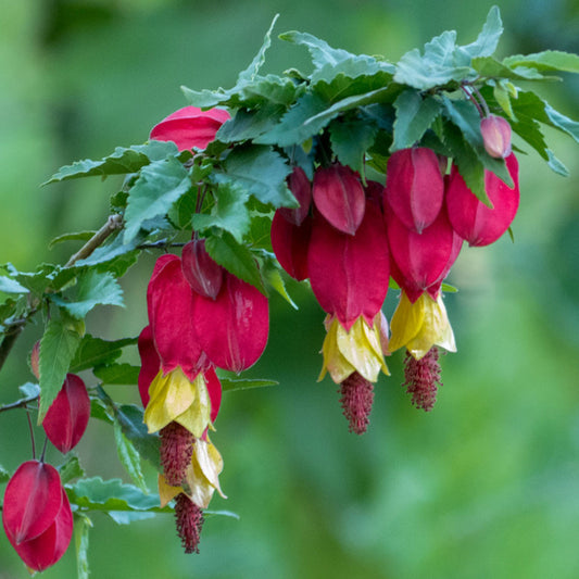 Abutilon megapotamicum - Flowering Maple - Plant in 2 L Pot