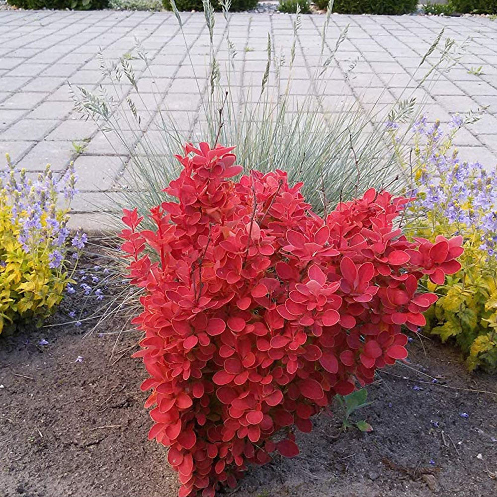 Berberis thunbergii Orange Ice - Barberry - Plant in 9 cm Pot