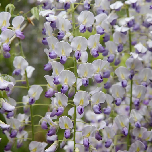 Wisteria floribunda Multijuga - Japanese Wisteria - Grafted Plant in 9cm Pot