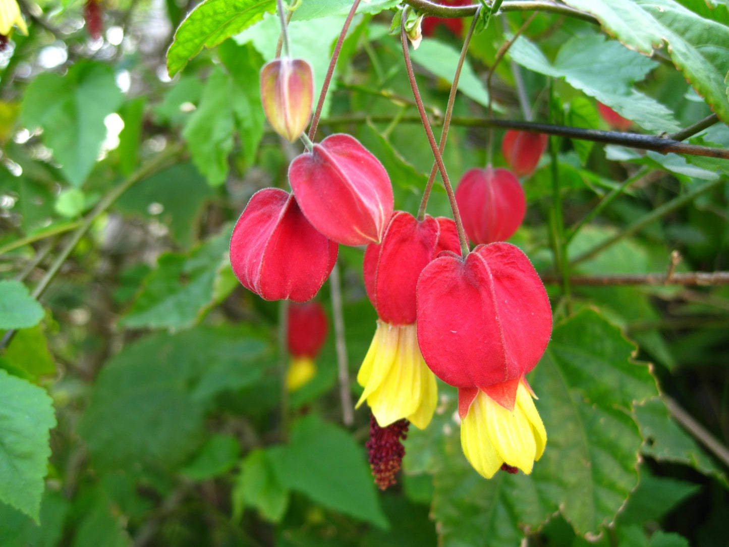 Abutilon megapotamicum - Flowering Maple - Plant in 2 L Pot