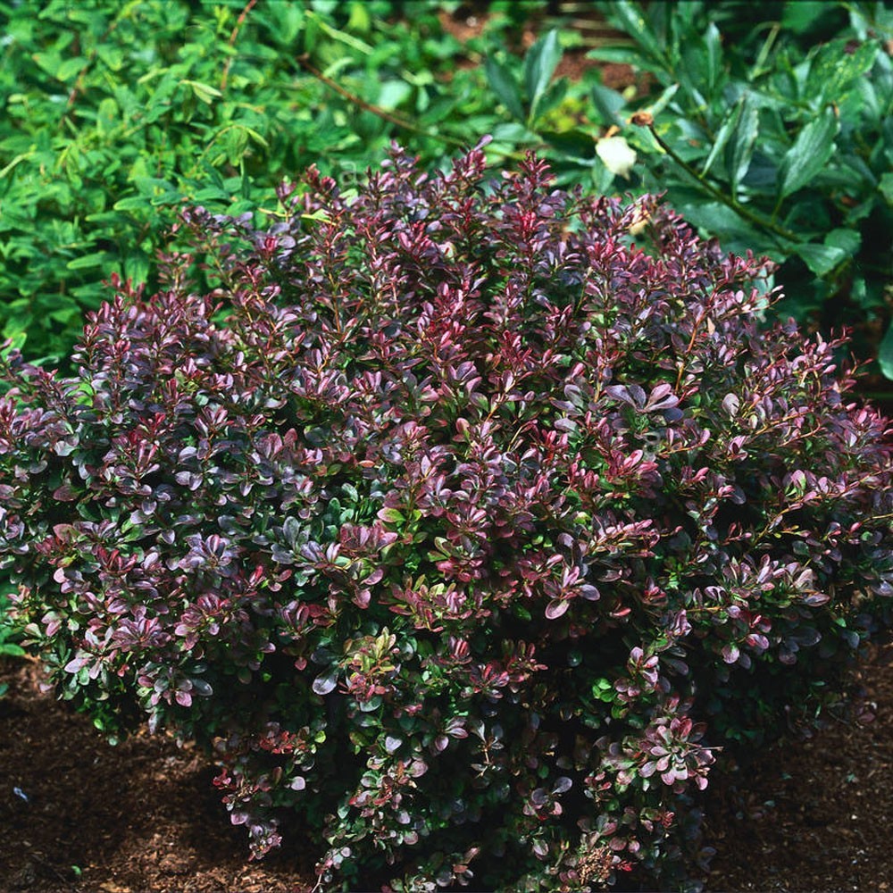 Berberis thunbergii Atropurpurea Nana - Plant in 2 L Pot