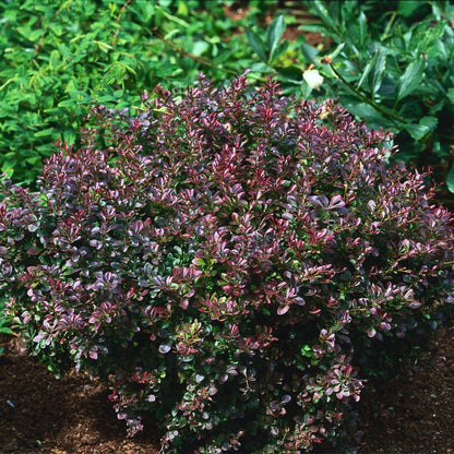 Berberis thunbergii Atropurpurea Nana - Plant in 2 L Pot